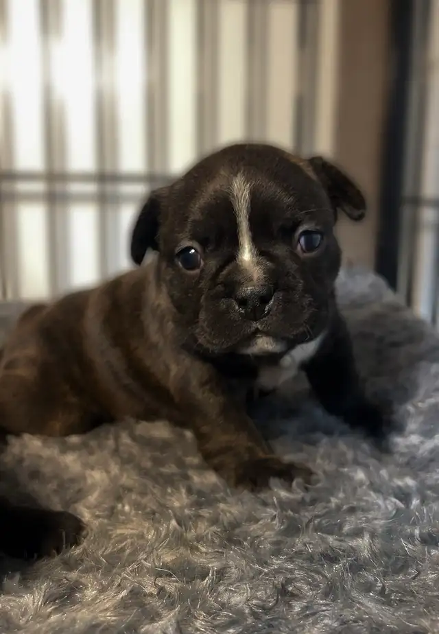 FRENCHTON PUPPIES ✨ - Photo 6