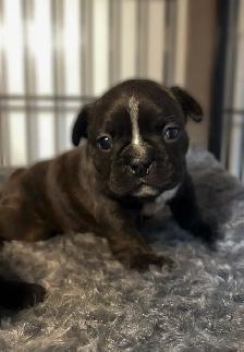 FRENCHTON PUPPIES ✨ - Photo 6