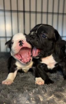 FRENCHTON PUPPIES ✨ - Photo 7