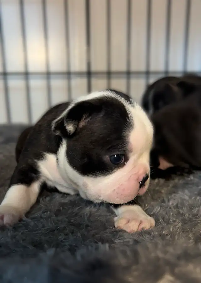 FRENCHTON PUPPIES ✨ - Photo 8