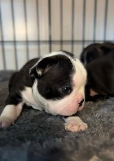 FRENCHTON PUPPIES ✨ - Photo 8