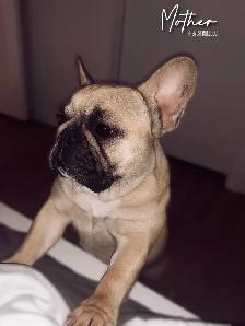 FRENCHTON PUPPIES ✨ - Photo 9