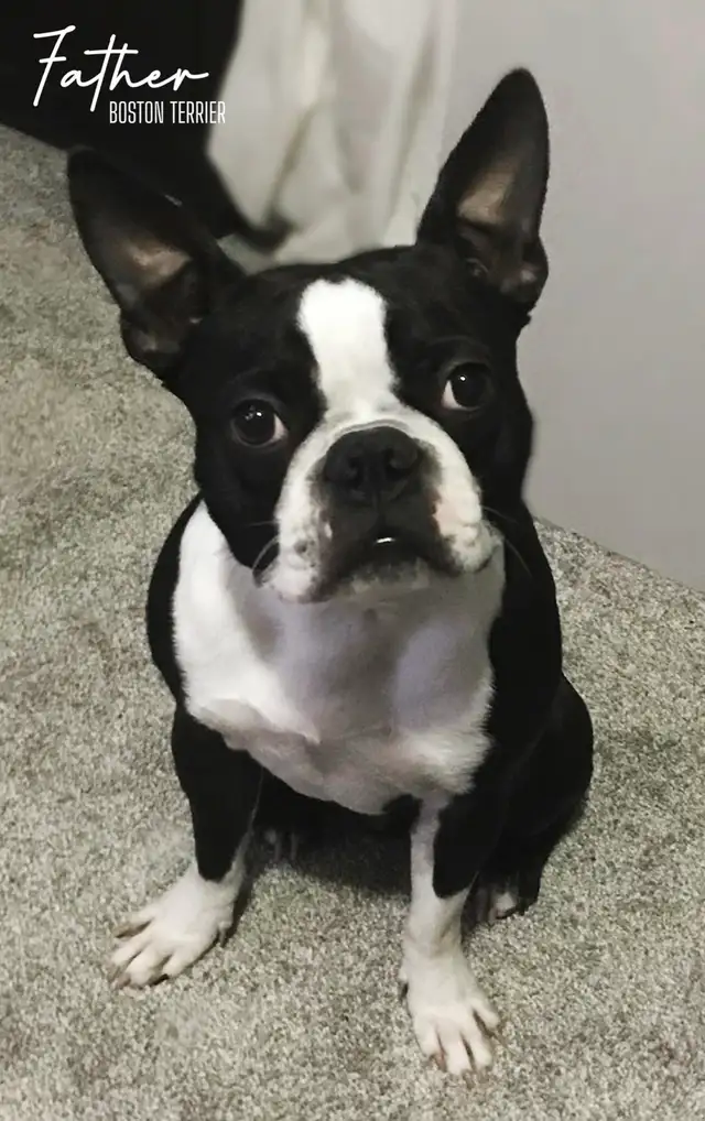 FRENCHTON PUPPIES ✨ - Photo 10