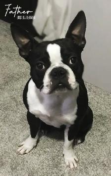 FRENCHTON PUPPIES ✨ - Photo 10