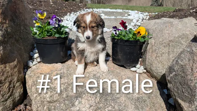 Australian Shepherd × Border Collie Puppies – Smart, Loyal, Fami
