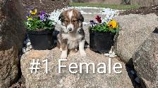Australian Shepherd × Border Collie Puppies – Smart, Loyal, Fami