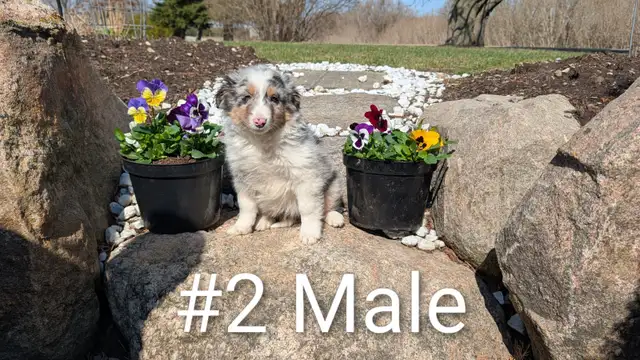 Australian Shepherd × Border Collie Puppies – Smart, Loyal, Fami - Photo 2
