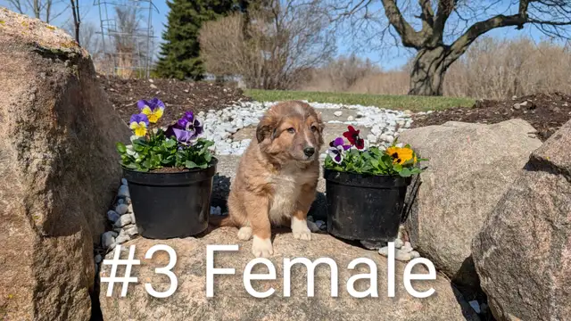 Australian Shepherd × Border Collie Puppies – Smart, Loyal, Fami - Photo 3