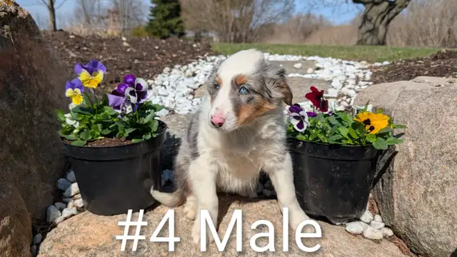 Australian Shepherd × Border Collie Puppies – Smart, Loyal, Fami - Photo 4