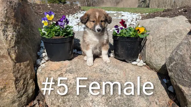 Australian Shepherd × Border Collie Puppies – Smart, Loyal, Fami - Photo 5