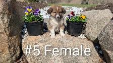 Australian Shepherd × Border Collie Puppies – Smart, Loyal, Fami - Photo 5