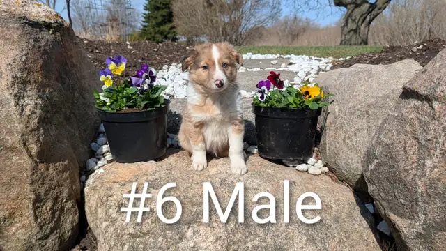 Australian Shepherd × Border Collie Puppies – Smart, Loyal, Fami - Photo 6