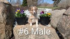 Australian Shepherd × Border Collie Puppies – Smart, Loyal, Fami - Photo 6