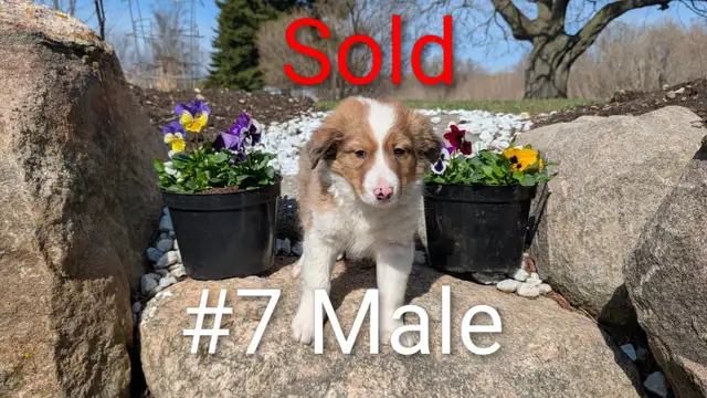 Australian Shepherd × Border Collie Puppies – Smart, Loyal, Fami - Photo 7