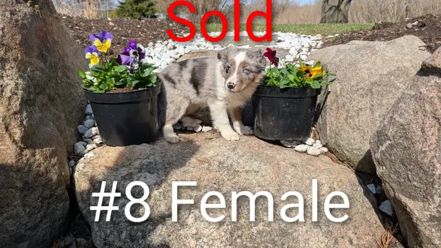 Australian Shepherd × Border Collie Puppies – Smart, Loyal, Fami - Photo 8