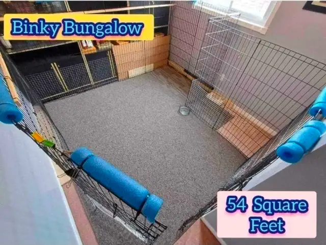 Rabbit Boarding & Training . XXL Private Rooms. 24/7 Love  Care - Photo 4