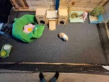 Rabbit Boarding & Training . XXL Private Rooms. 24/7 Love  Care - Photo 6
