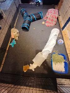 Rabbit Boarding & Training . XXL Private Rooms. 24/7 Love  Care - Photo 8