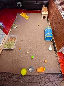 Rabbit Boarding & Training . XXL Private Rooms. 24/7 Love  Care - Photo 9