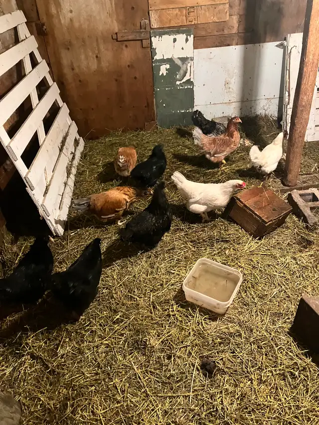 Poules pondeuses - Photo 2