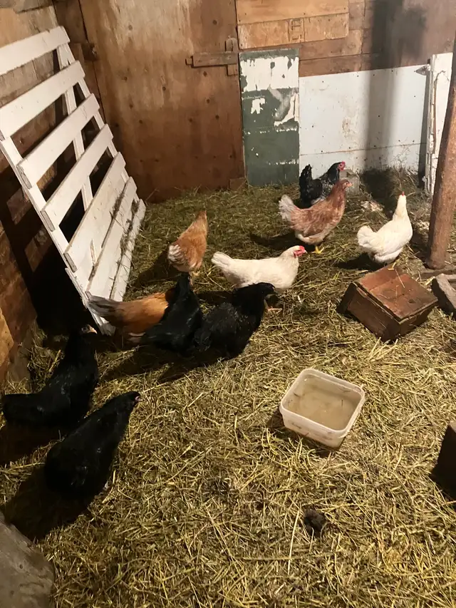 Poules pondeuses - Photo 3