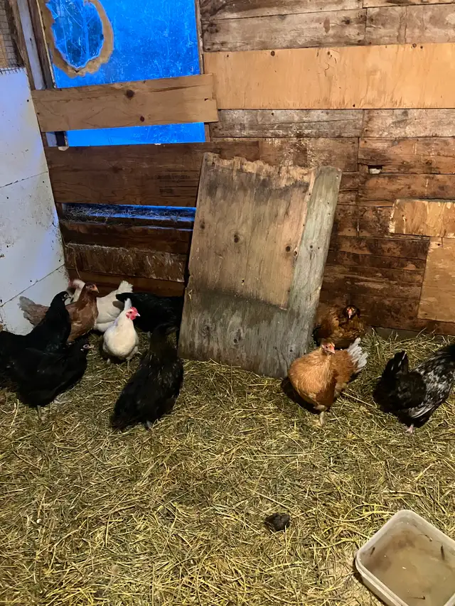 Poules pondeuses - Photo 4