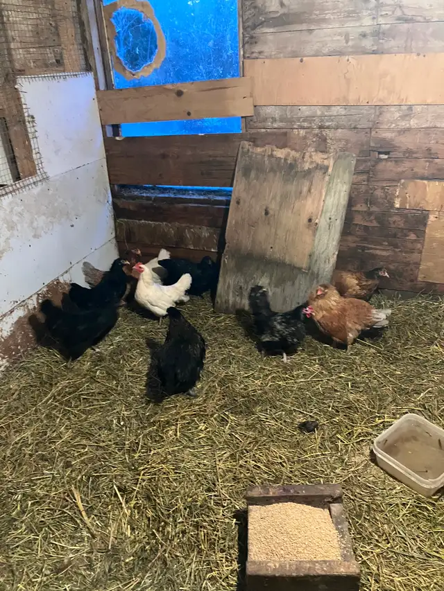 Poules pondeuses - Photo 5