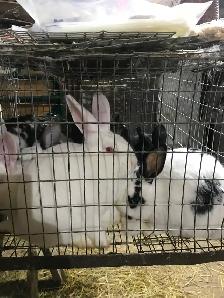 Jeunes lapins à chair