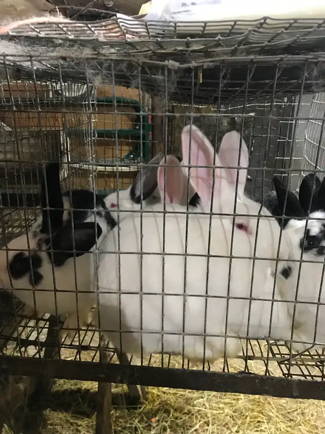 Jeunes lapins à chair - Photo 2