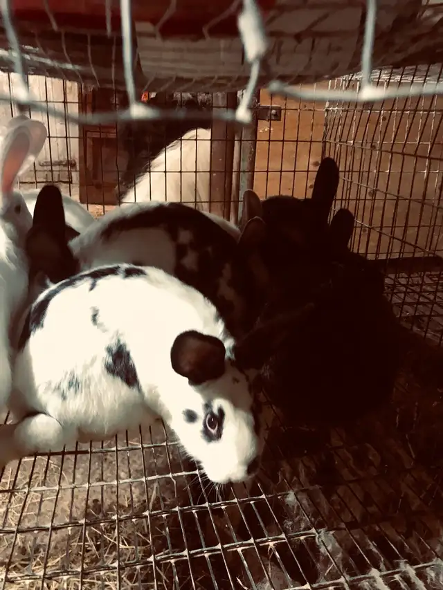 Jeunes lapins à chair - Photo 3