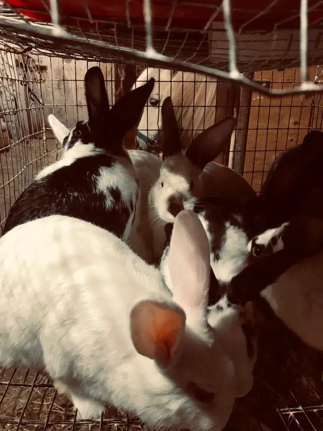 Jeunes lapins à chair - Photo 4