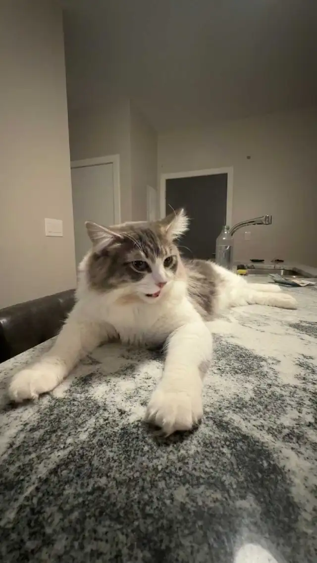 2 Male Cats Free - Photo 3