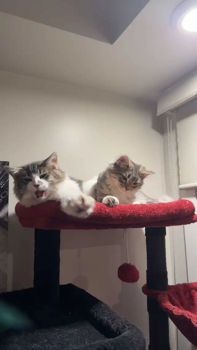 2 Male Cats Free - Photo 4