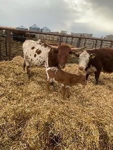 longhorn pairs - Photo 2