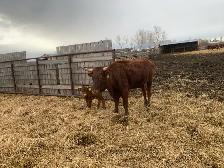 longhorn pairs - Photo 3