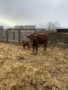 longhorn pairs - Photo 4