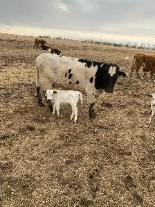 longhorn pairs - Photo 5