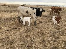 longhorn pairs - Photo 6