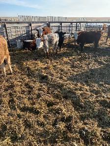 longhorn pairs - Photo 7