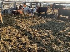 longhorn pairs - Photo 8