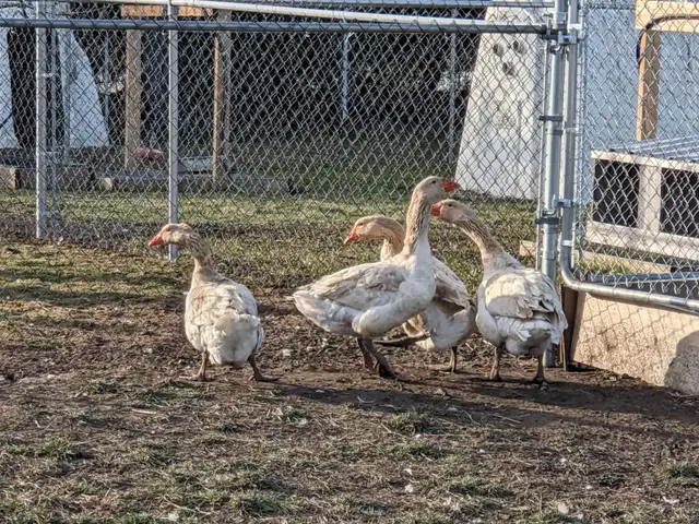 Geese for sale