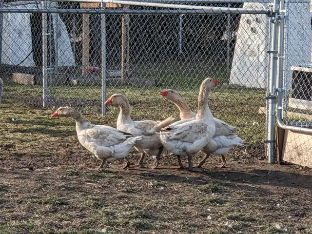 Geese for sale - Photo 2
