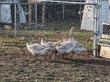 Geese for sale - Photo 2
