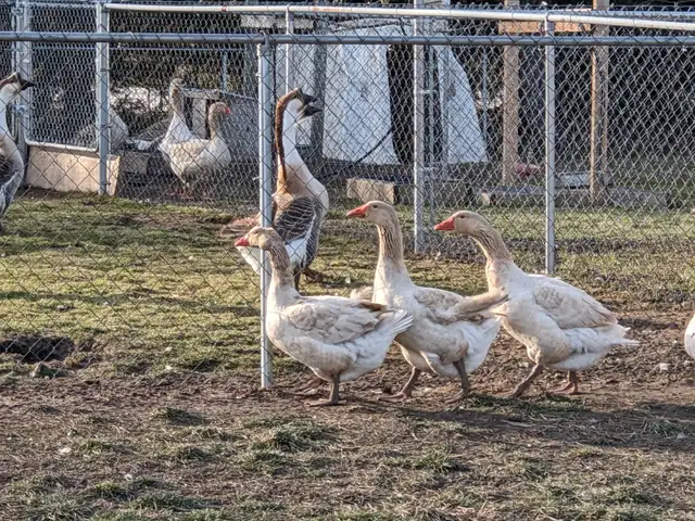 Geese for sale - Photo 3