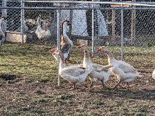 Geese for sale - Photo 3