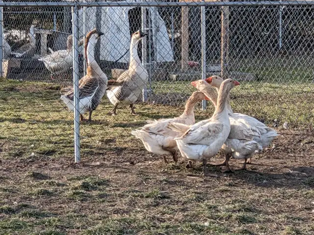 Geese for sale - Photo 4