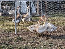 Geese for sale - Photo 4