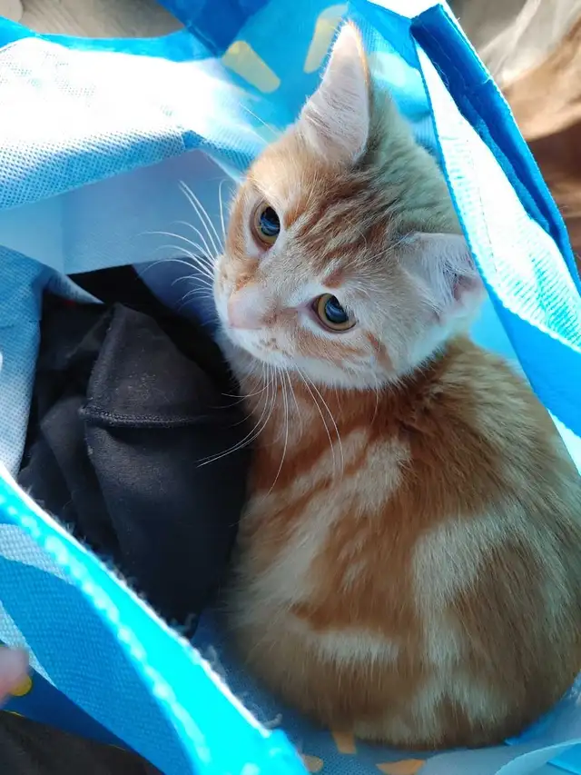 2 ❤️cuddly kitties❤️ for adoption (8 months old)