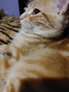 2 ❤️cuddly kitties❤️ for adoption (8 months old) - Photo 2