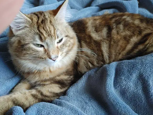 2 ❤️cuddly kitties❤️ for adoption (8 months old) - Photo 3